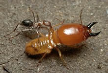 Bir termitin yakından görünüşü