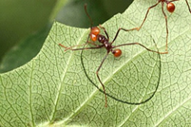 Sosyal Böcekler Sınıfının En Cengaveri Olan Karıncalar
