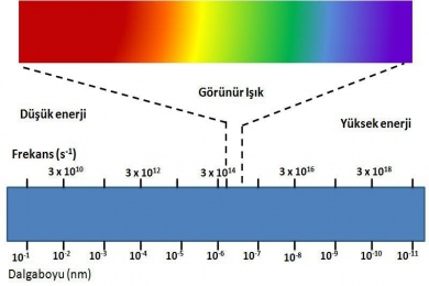 İnsan Beyni En Gelişmiş ve Bağımsız Bir Beyin mi?